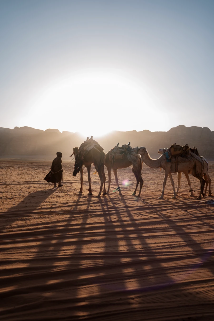 A man leads 3 camels through the Wadi Rum desert