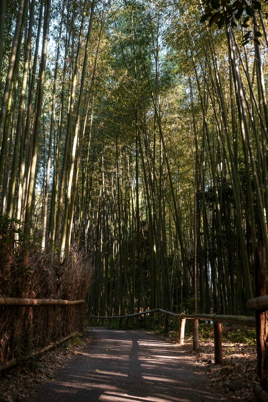 An empty path weaves through a bamboo grove in Arashiyama, Japan