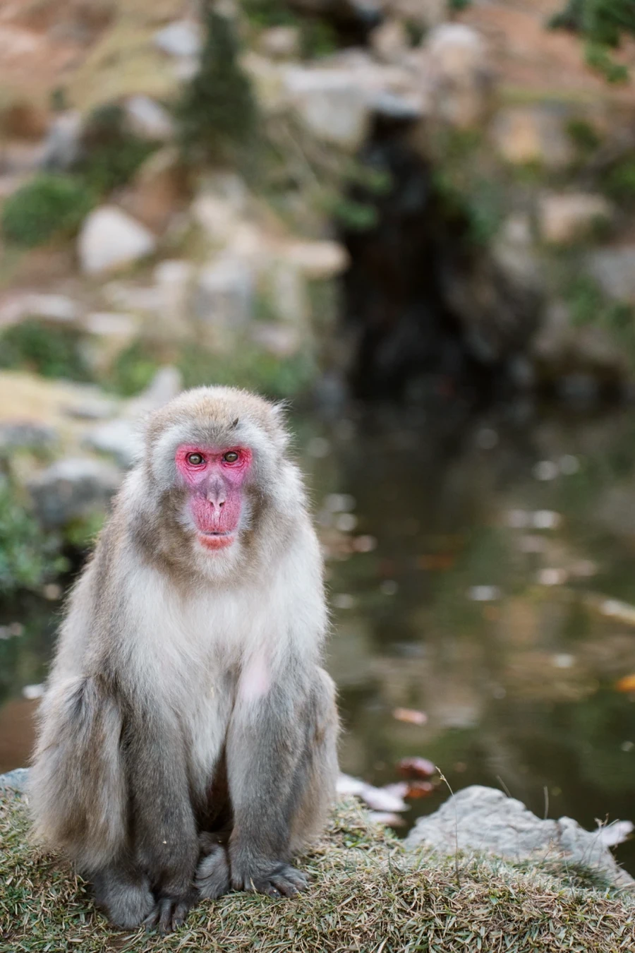 Image related to ultimate 5 day kyoto itinerary