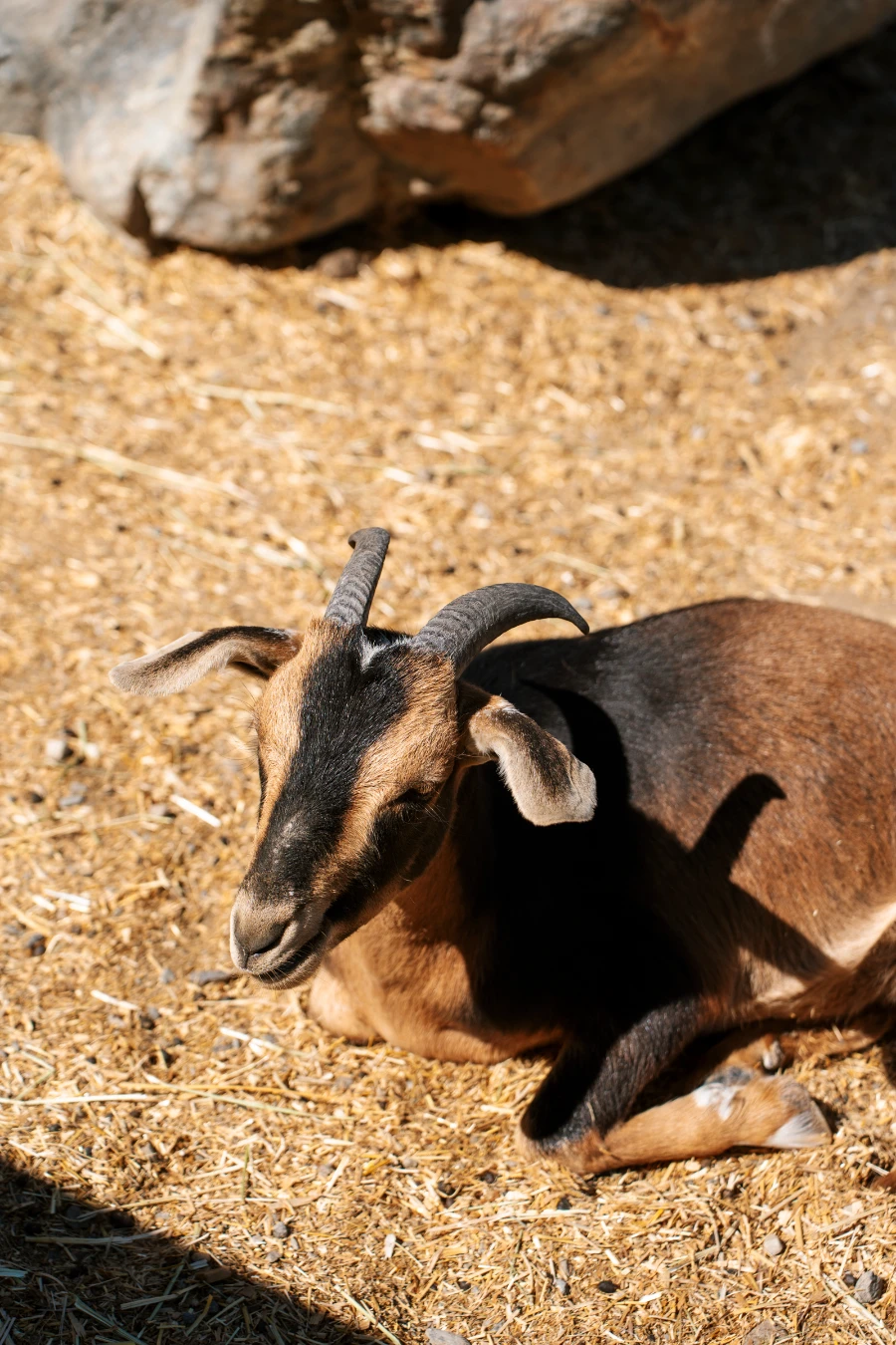 A brown goat with large curved horns lays in a pile of hay