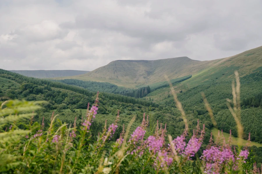 Purple wildflowers in front of a vast forested hill in Pen y Fan, Wales