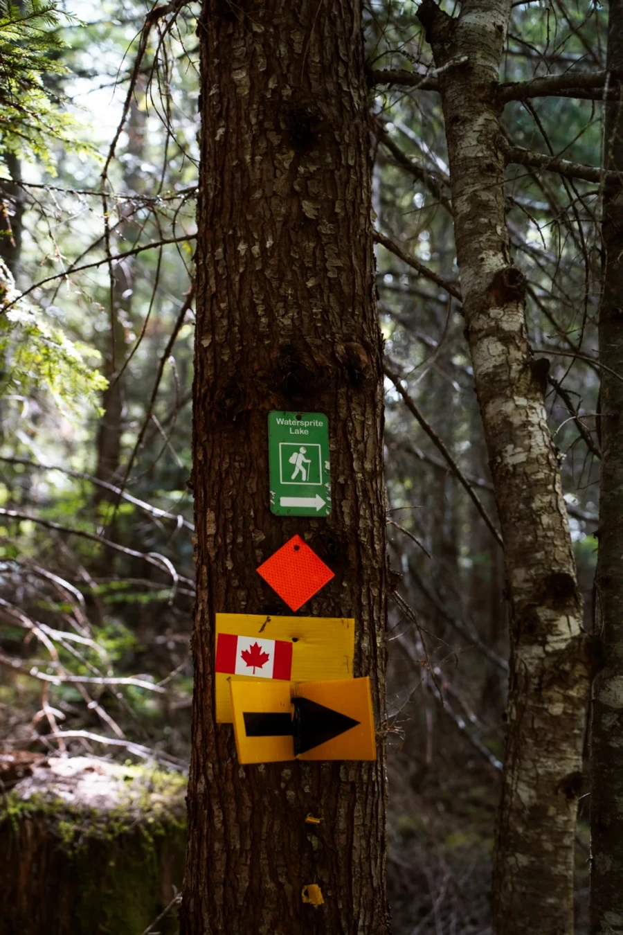 A sign pinned into a tree points towards the trail for Watersprite Lake