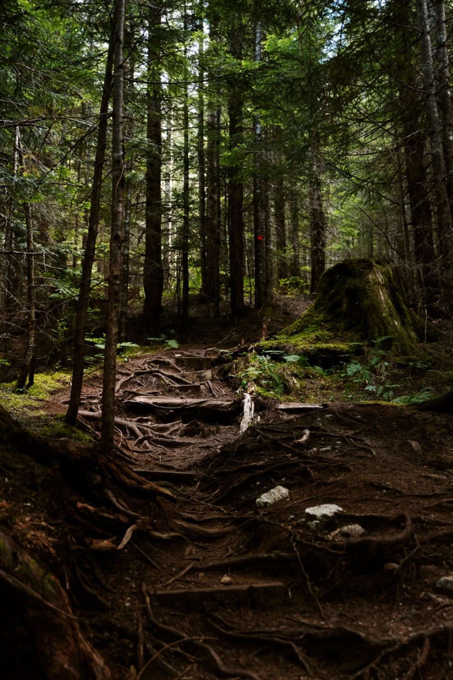 A root covered forested trail leading to Watersprite Lake