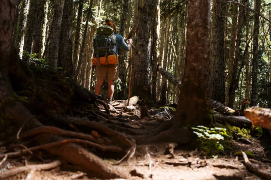 man holding a large stick standing on a root covered path on the way to Wedge Lake near Whistler, BC