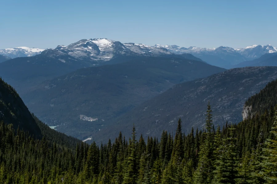 Hundreds of trees leading down to a valley with the Garibaldi Mountain range in the distance