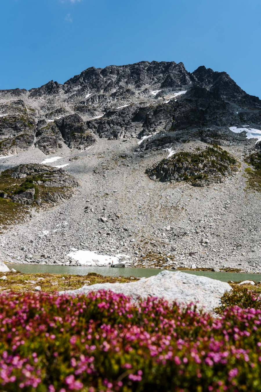 A patch of pink wildflowers frames a view of Blackcomb Lake while Blackcomb Peak looms over it