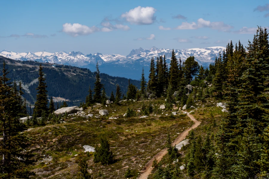 A narrow dirt trail curves through the Blackcomb alpine and disappears into a forest in the distance