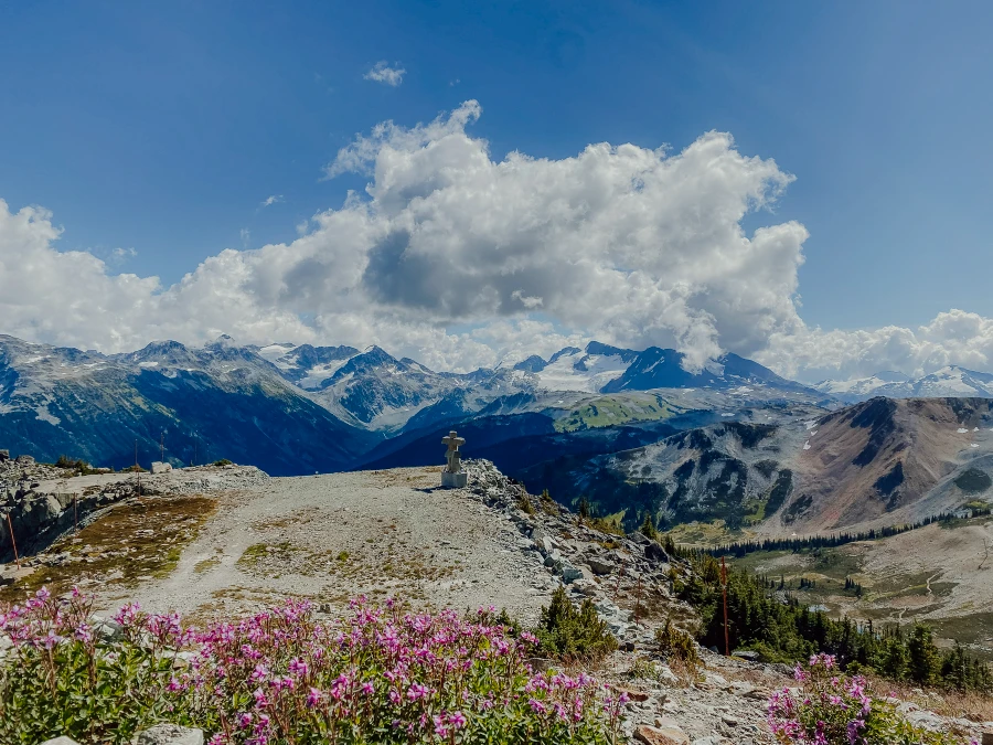 Purple wildflowers growing near the peak of Whistler Mountain