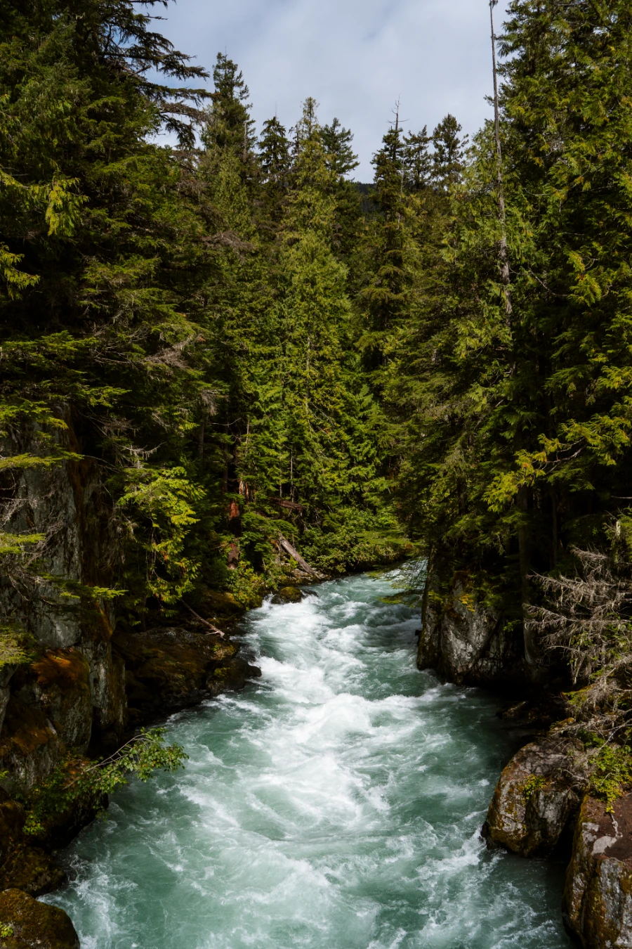 The fast-moving and strikingly blue water of Cheakamus River rushes past two tree-covered shores